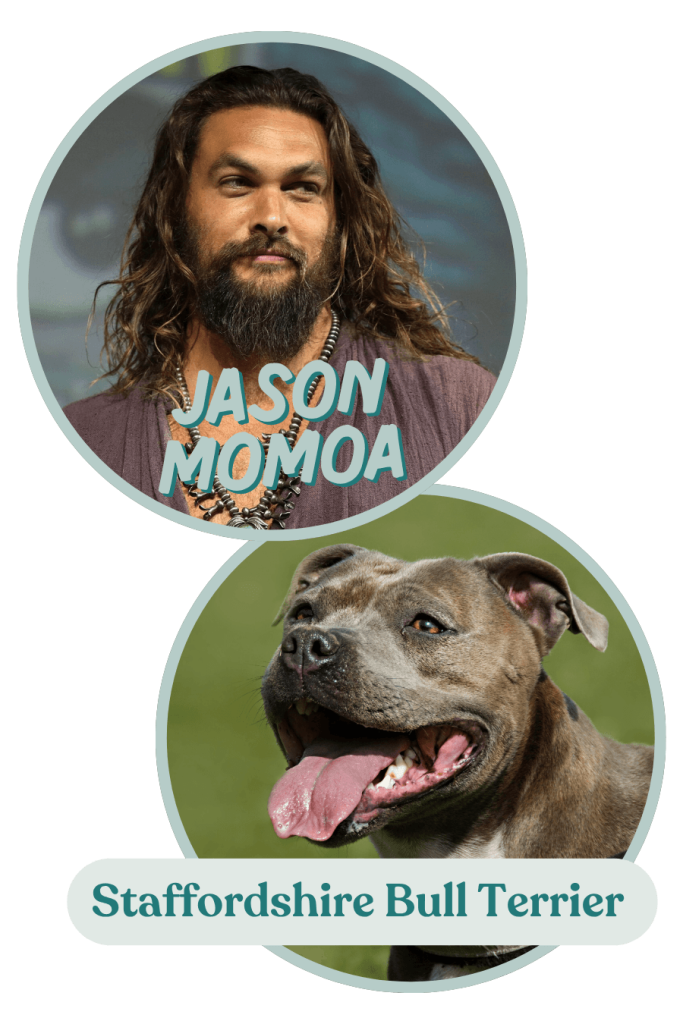 Jason Momoa and a Staffy are like two peas in a pod. Their slightly intimidating look hides their gentle, caring nature underneath. 