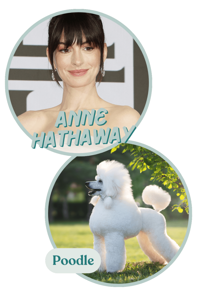 Tell us this isn't spot on! Anne Hathaway is one of those celebrity personalities as dog breeds that just works. Stunning and loved by everyone!