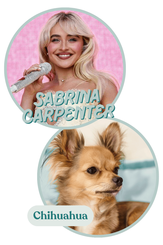Sabrina Carpenter and a Chihuahua - they just goes together. Which one of these celebrity personalities as dog breeds do you think is most accurate?