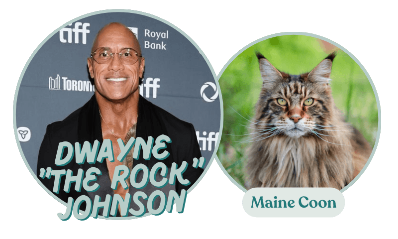 Dwayne Johnson and Maine Coons share similar personality traits