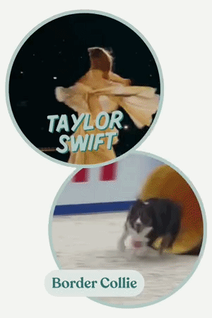 The energy of Taylor Swift and Border Collies is unmatched!