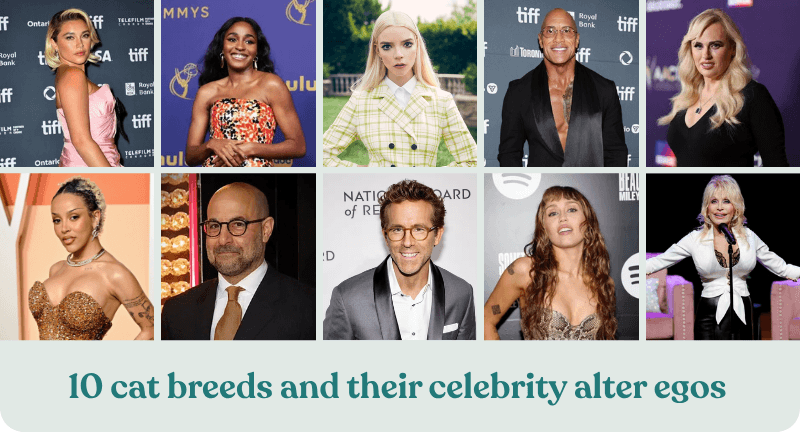 cat breeds celebrity personality traits