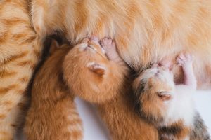 Cows milk doesn't provide a cat with the same kind of nutrients as their mother's milk
