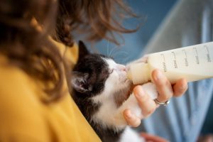 Kittens should consume milk replacer if they don't have access to their mother's milk