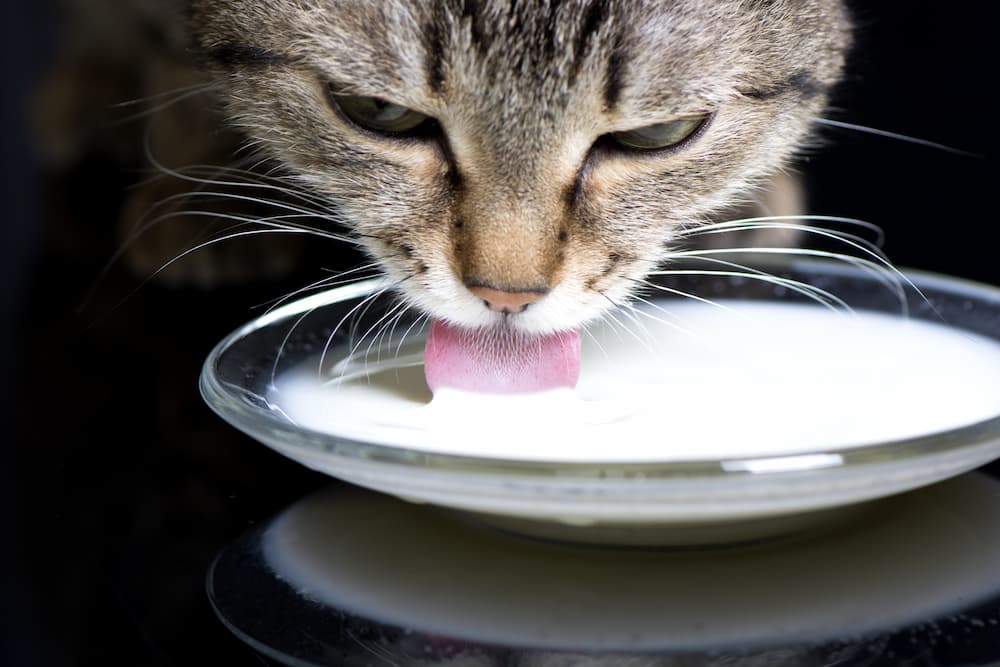 Can cats drink regular milk?