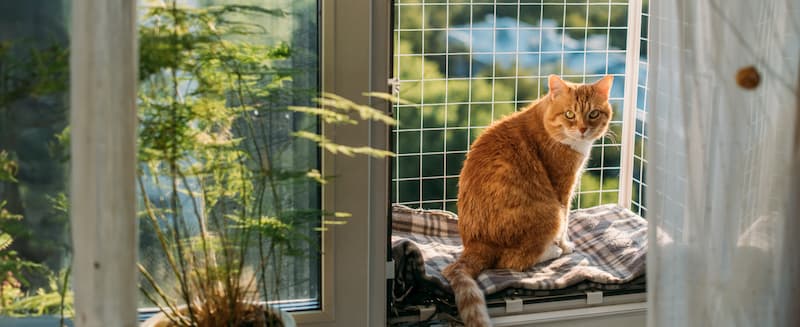 If your neighbours complain about your cat roaming, here are some tips